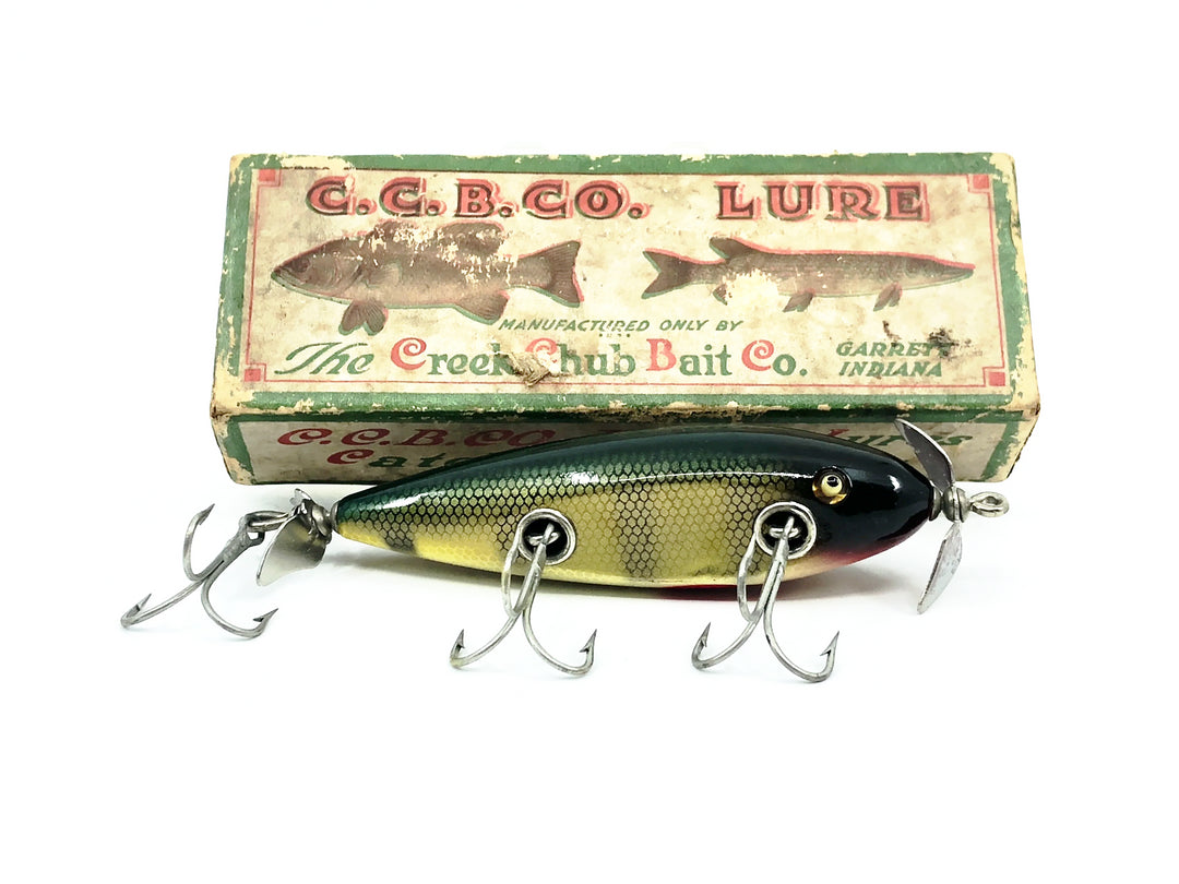 Creek Chub Injured Minnow 1500 Perch Scale 1501 Color with Box