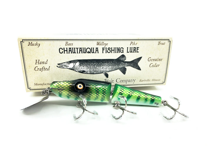 Chautauqua Jointed Creek Chub, Green Perch Color