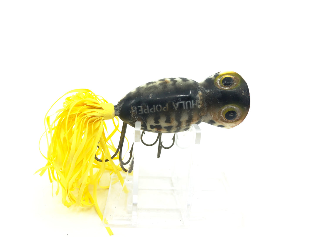 Arbogast Hula Popper, Coachdog Color, Early Bug Eyed Model