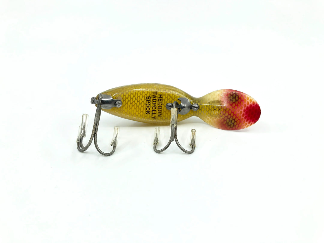 Heddon Tadpolly Spook L Perch Color